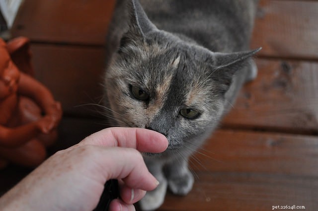 9 Proven Strategies to Earn a Shy Cat’s Trust