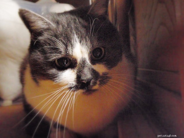 9 Proven Strategies to Earn a Shy Cat’s Trust