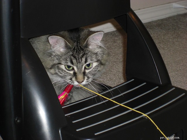 9 Proven Strategies to Earn a Shy Cat’s Trust