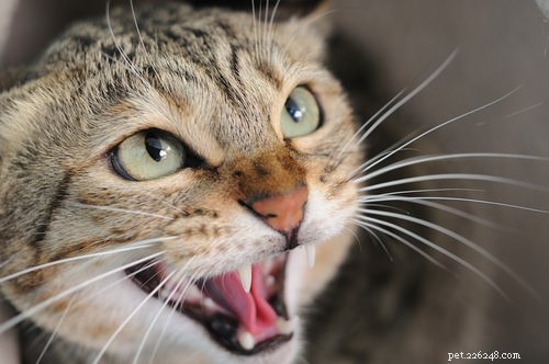 9 Clear Indicators Your Cat Is Feeling Insecure