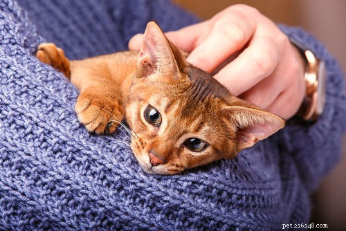 9 Clear Indicators Your Cat Is Feeling Insecure