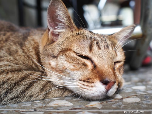 9 Clear Indicators Your Cat Is Feeling Insecure