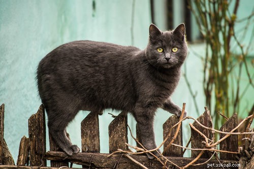9 Clear Indicators Your Cat Is Feeling Insecure