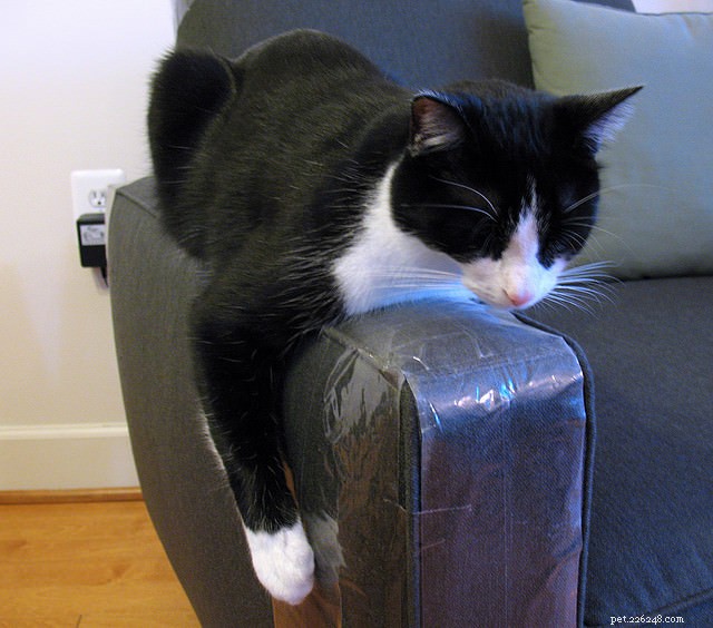 Why Cats Lash Out: A Professional Guide to Understanding and Managing Their Behavior