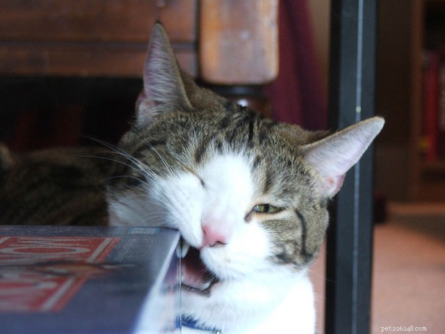 Why Cats Lash Out: A Professional Guide to Understanding and Managing Their Behavior