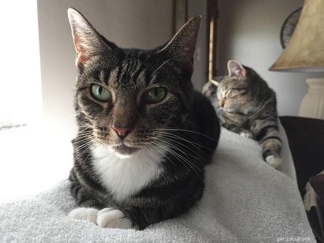 Why Cats Lash Out: A Professional Guide to Understanding and Managing Their Behavior