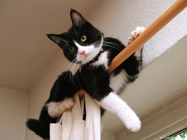 Why Cats Lash Out: A Professional Guide to Understanding and Managing Their Behavior