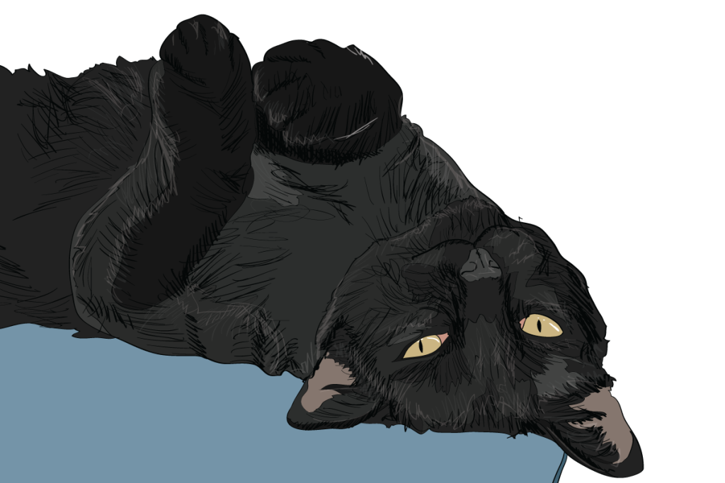 7 Clear Signals Your Cat Uses to Communicate