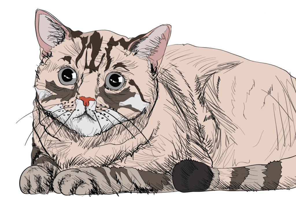 7 Clear Signals Your Cat Uses to Communicate