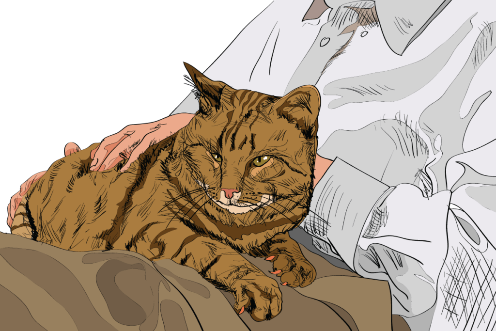 7 Clear Signals Your Cat Uses to Communicate