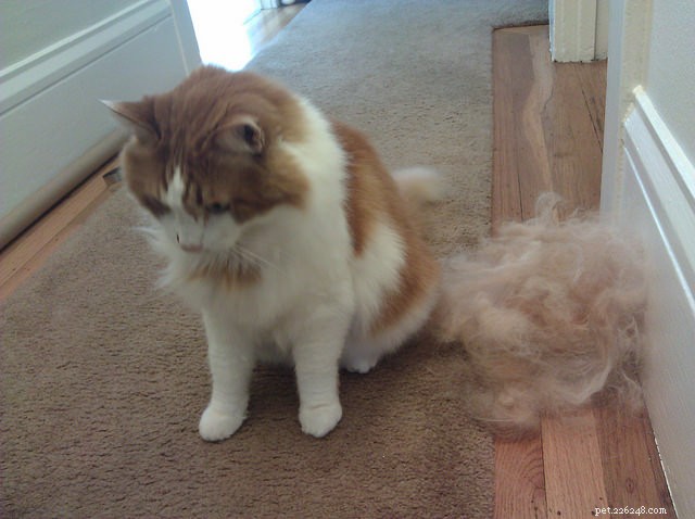 12 Proven Strategies to Keep Your Cat Happy and Healthy