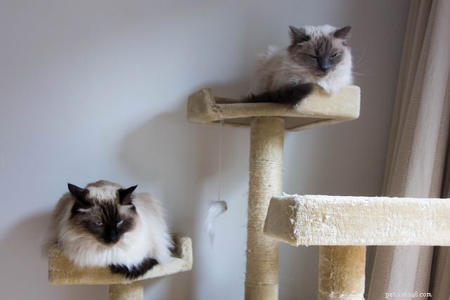 12 Proven Strategies to Keep Your Cat Happy and Healthy