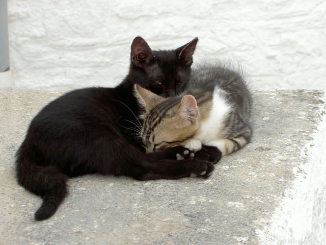 12 Proven Strategies to Keep Your Cat Happy and Healthy