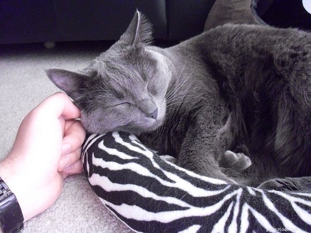 12 Proven Strategies to Keep Your Cat Happy and Healthy