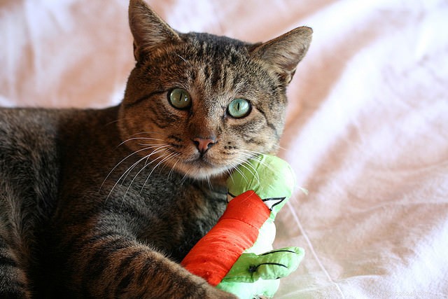 12 Proven Strategies to Keep Your Cat Happy and Healthy
