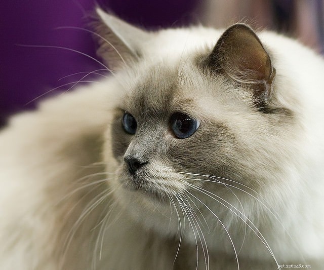 5 Clear Signs Your Domestic Cat Retains Wild Instincts