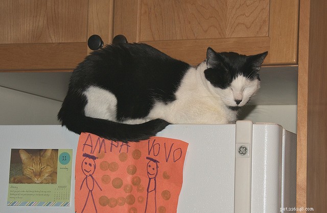 5 Clear Signs Your Domestic Cat Retains Wild Instincts