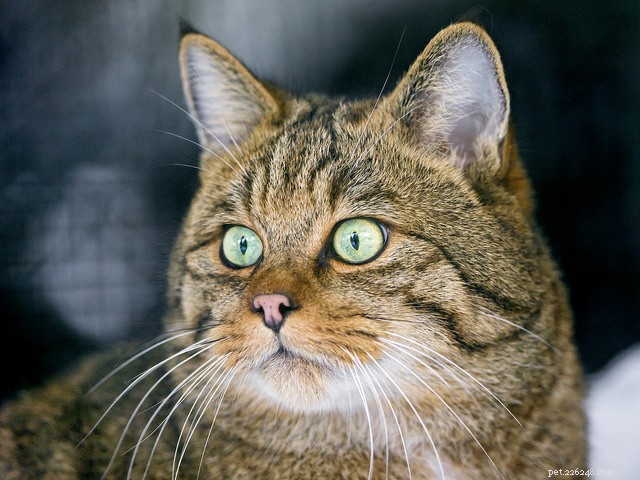 5 Clear Signs Your Domestic Cat Retains Wild Instincts