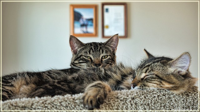6 Proven Strategies to Harmonize Your Multi-Cat Household