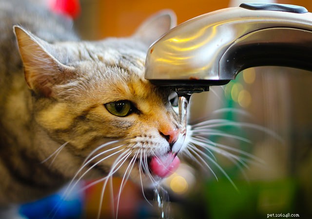5 Clear Signs Your Domestic Cat Retains Wild Instincts