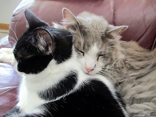 6 Proven Strategies to Harmonize Your Multi-Cat Household