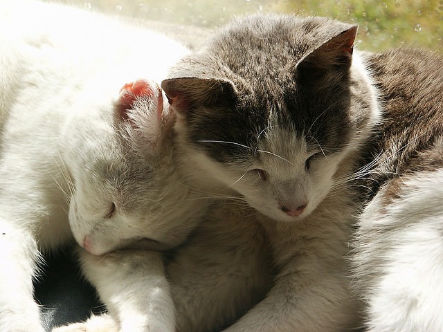 6 Proven Strategies to Harmonize Your Multi-Cat Household
