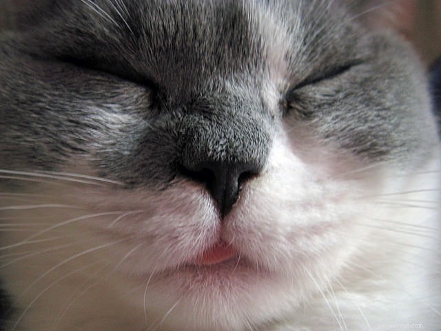 7 Clear Indicators That Your Cat Is Really Happy