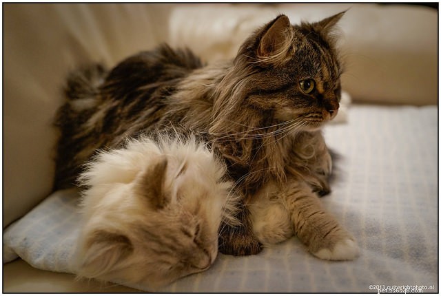 6 Proven Strategies to Harmonize Your Multi-Cat Household