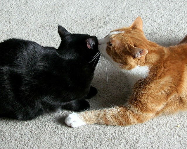 6 Proven Strategies to Harmonize Your Multi-Cat Household