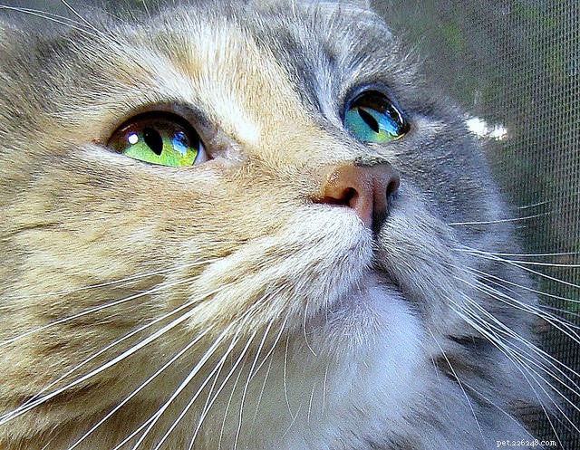7 Clear Indicators That Your Cat Is Really Happy