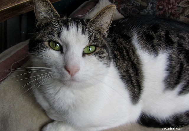 7 Clear Indicators That Your Cat Is Really Happy