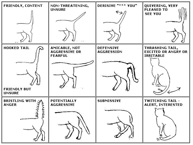7 Clear Indicators That Your Cat Is Really Happy