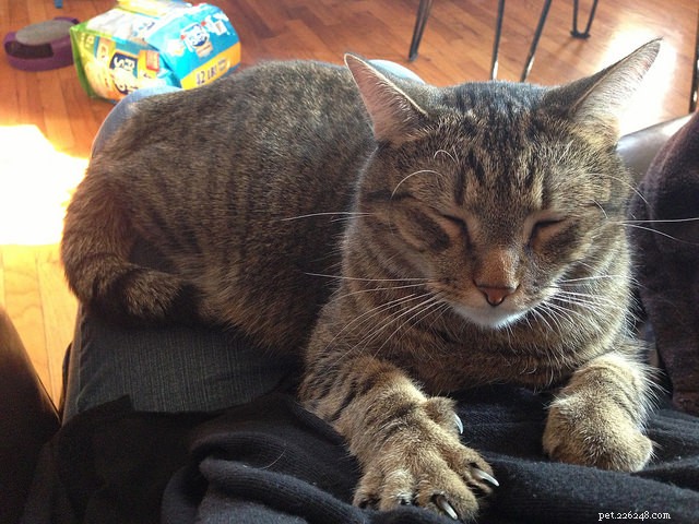 7 Clear Indicators That Your Cat Is Really Happy