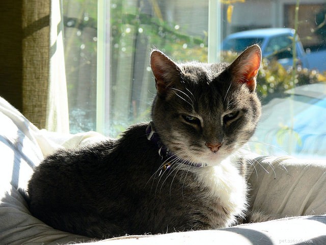 7 Clear Indicators That Your Cat Is Really Happy