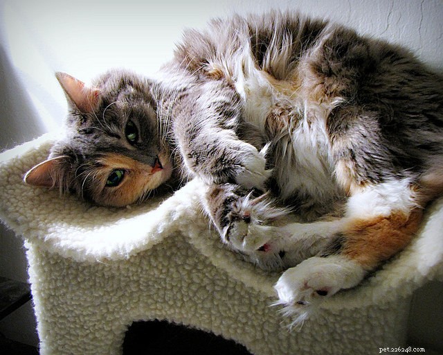 7 Clear Indicators That Your Cat Is Really Happy
