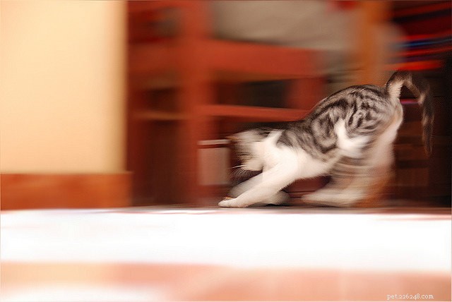 7 Surprising Cat Behaviors Explained – The Science Behind Their Actions