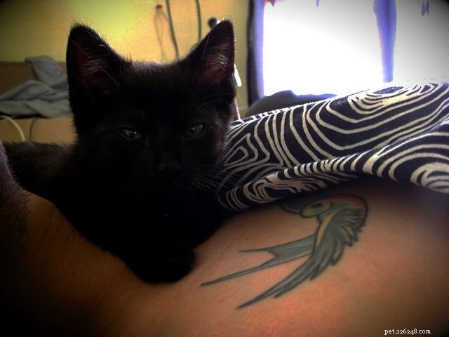 7 Surprising Cat Behaviors Explained – The Science Behind Their Actions