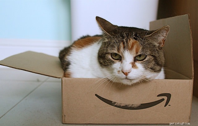 7 Surprising Cat Behaviors Explained – The Science Behind Their Actions