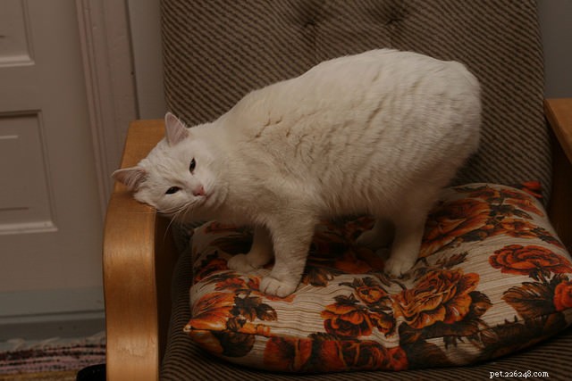 7 Surprising Cat Behaviors Explained – The Science Behind Their Actions