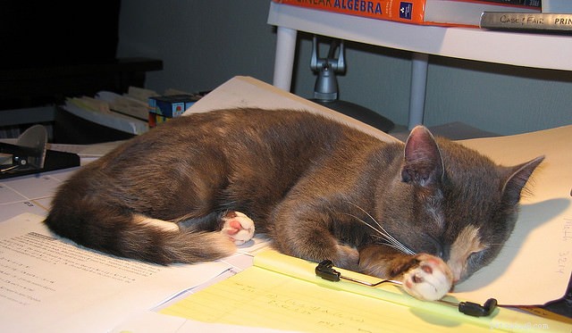 7 Surprising Cat Behaviors Explained – The Science Behind Their Actions