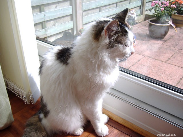 5 Reasons Why Senior Cats Deserve Our Love and Care