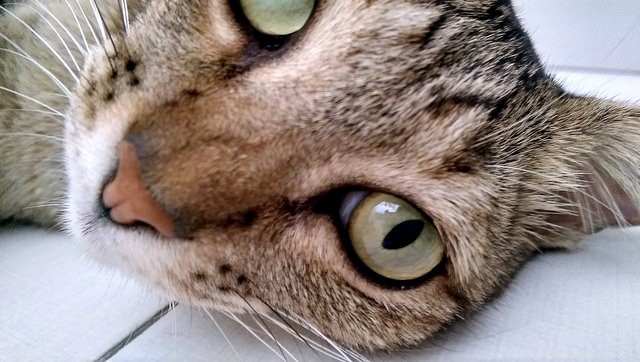 5 Reasons Why Senior Cats Deserve Our Love and Care