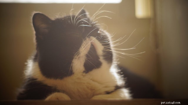 5 Reasons Why Senior Cats Deserve Our Love and Care