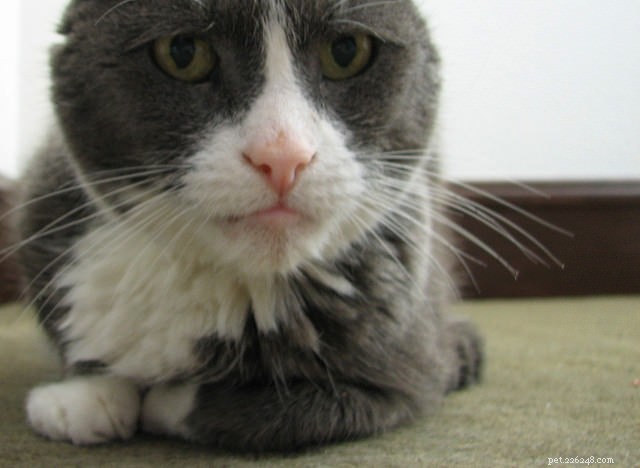 5 Reasons Why Senior Cats Deserve Our Love and Care