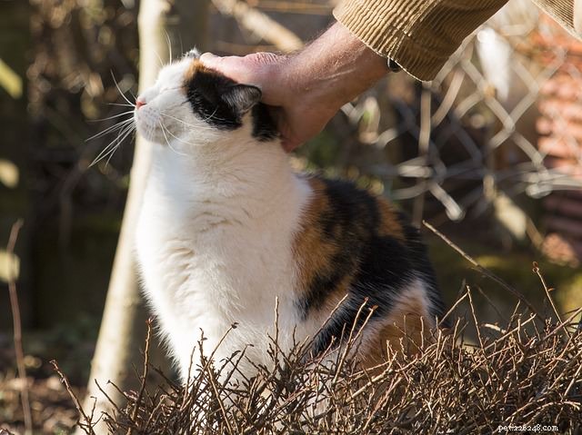 Study Reveals Cuddling Boosts Cats  Health, Confirming Their Need for Attention