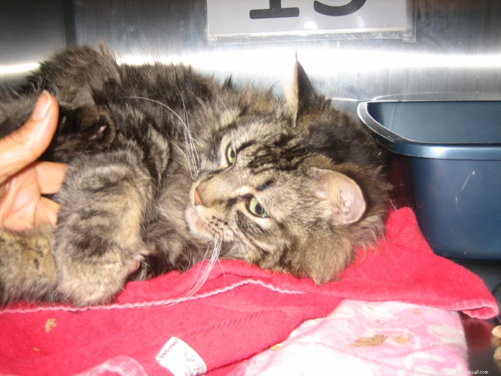 Study Reveals Cuddling Boosts Cats  Health, Confirming Their Need for Attention