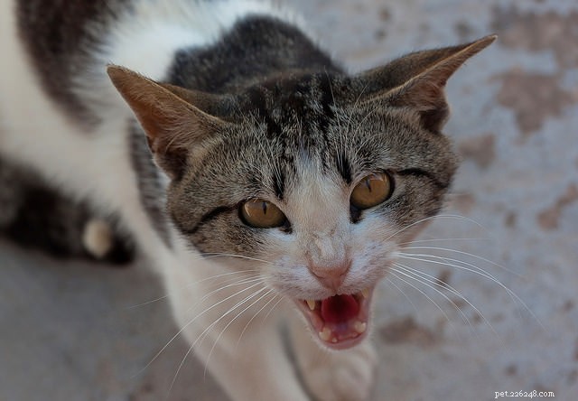 Decoding Your Cat’s 6 Most Common Sounds: What They Really Mean