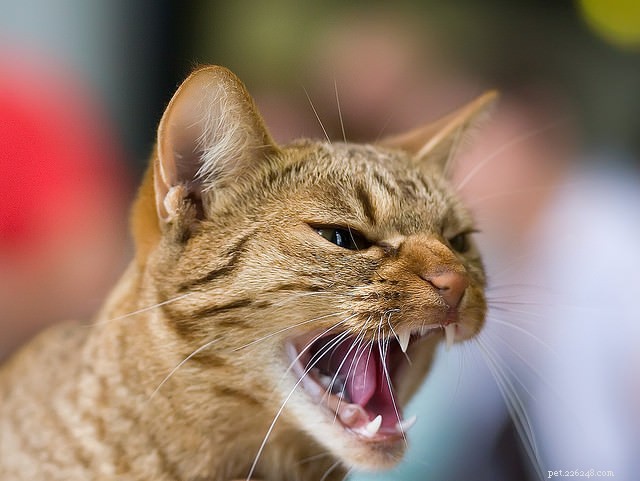 Decoding Your Cat’s 6 Most Common Sounds: What They Really Mean