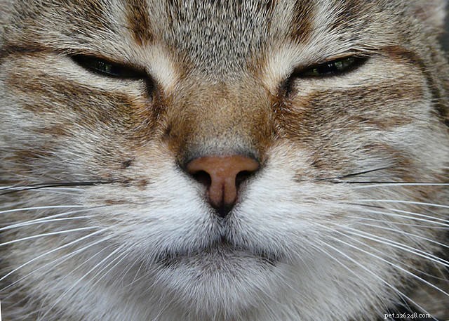 Decoding Your Cat’s 6 Most Common Sounds: What They Really Mean