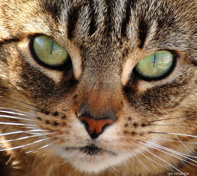 Solve Litter Box Issues & Territorial Marking: Understand Your Cat s Urine Problems